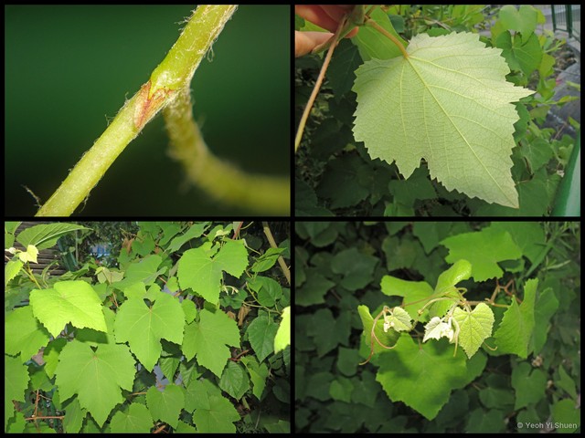 Vitis vinifera•&copy; Yeoh Yi Shuen•All Rights Reserved