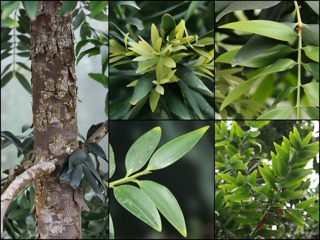Agathis robusta•&copy; Cerlin Ng•All Rights Reserved
