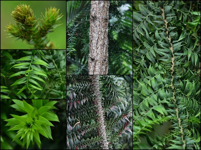 Araucaria bidwillii•&copy; Cerlin Ng•All Rights Reserved