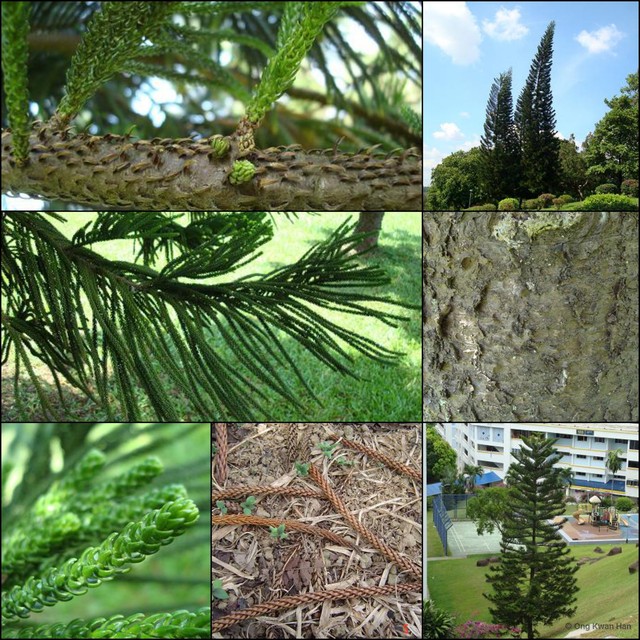 Araucaria columnaris•&copy; Ong Kwan Han•All Rights Reserved