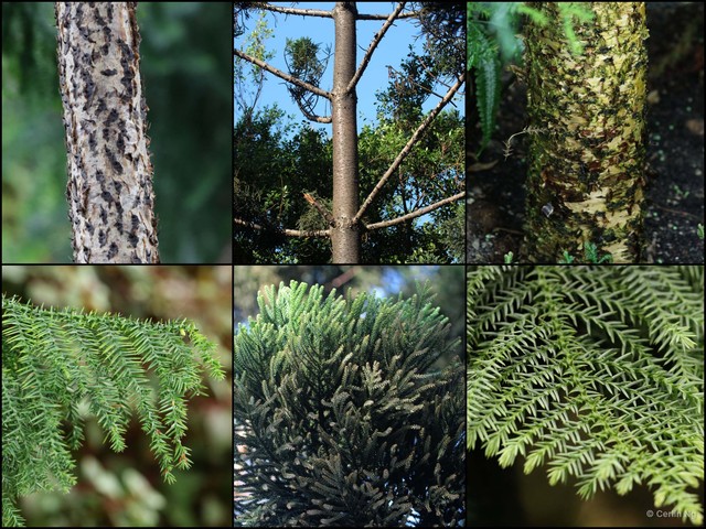 Araucaria cunninghamii•&copy; Cerlin Ng•All Rights Reserved