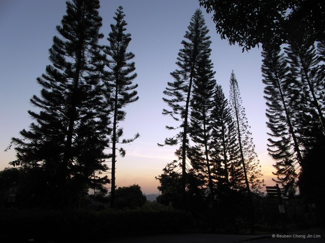 Araucaria heterophylla•&copy; Reuben Chong Jin Lim•All Rights Reserved