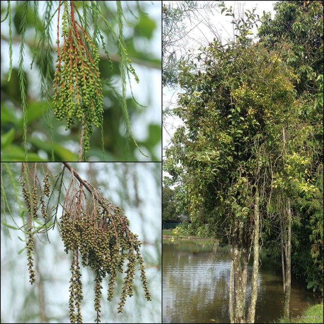 Taxodium distichum•&copy; Cerlin Ng•All Rights Reserved