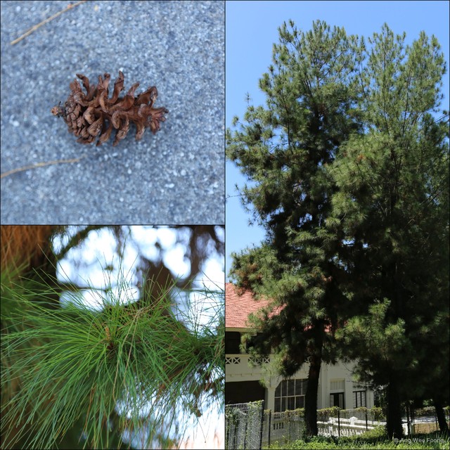 Pinus (Pinus) caribaea•&copy; Ang Wee Foong•All Rights Reserved