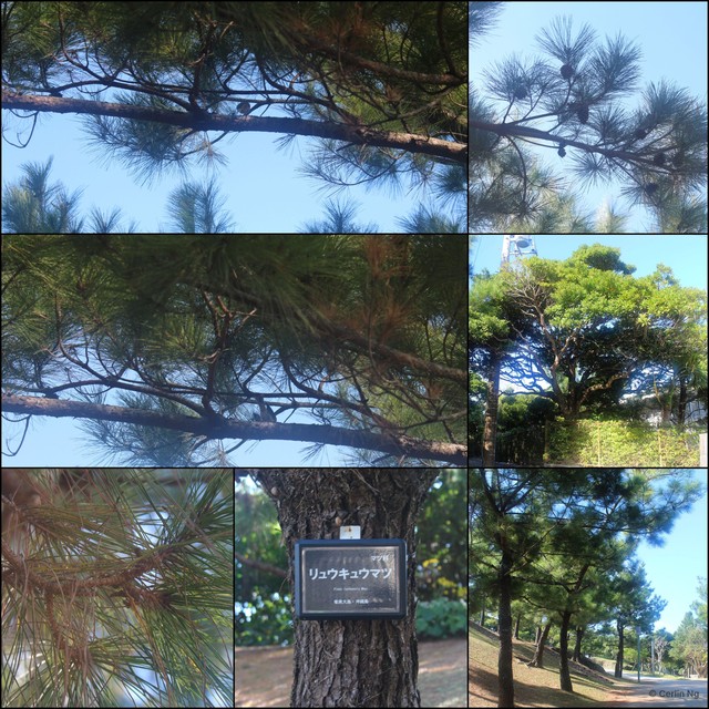 Pinus (Pinus) luchuensis•&copy; Cerlin Ng•All Rights Reserved