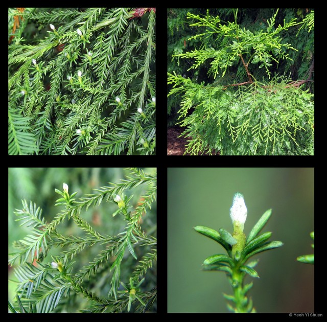 Dacrycarpus imbricatus•&copy; Yeoh Yi Shuen•All Rights Reserved