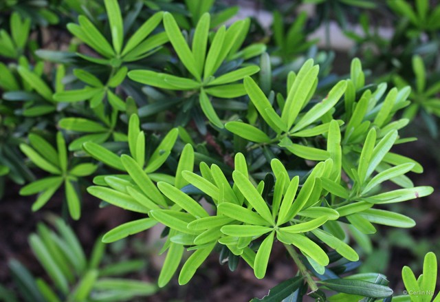 Podocarpus macrophyllus•&copy; Cerlin Ng•All Rights Reserved