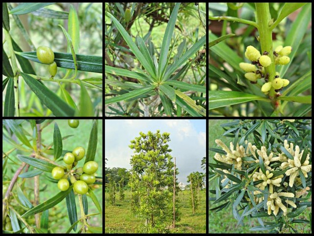 Podocarpus polystachyus•&copy; Ong Kwan Han•All Rights Reserved