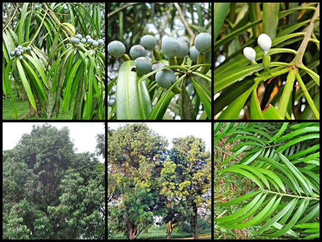 Podocarpus rumphii•&copy; Ong Kwan Han•All Rights Reserved