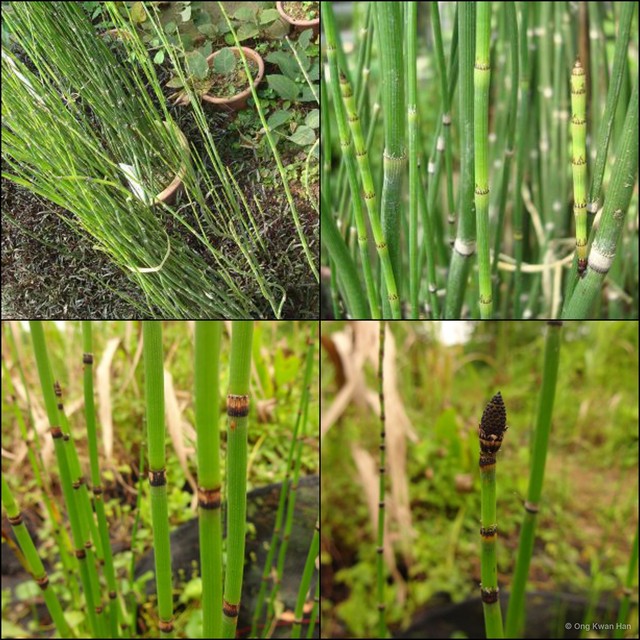 Equisetum (Hippochaete) hyemale•&copy; Ong Kwan Han•All Rights Reserved