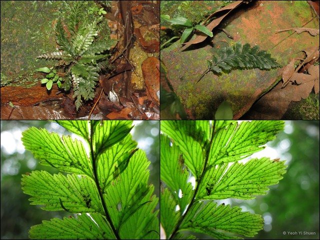 Cephalomanes javanicum•&copy; Yeoh Yi Shuen•All Rights Reserved