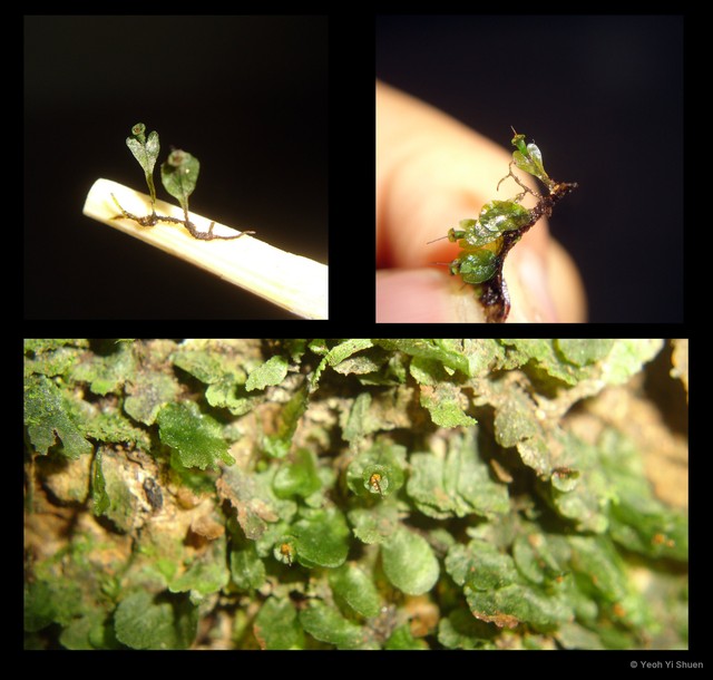 Trichomanes motleyi•&copy; Yeoh Yi Shuen•All Rights Reserved