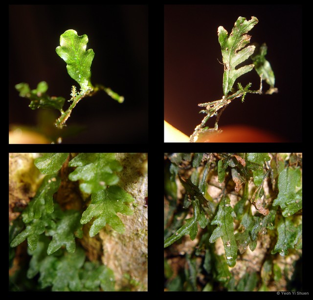 Trichomanes sublimbatum•&copy; Yeoh Yi Shuen•All Rights Reserved