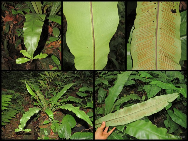 Asplenium batuense•&copy; Yeoh Yi Shuen•All Rights Reserved
