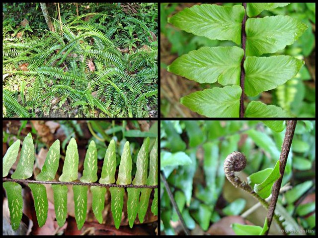 Asplenium longissimum•&copy; Ong Kwan Han•All Rights Reserved
