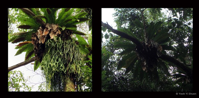 Asplenium nidus•&copy; Yeoh Yi Shuen•All Rights Reserved