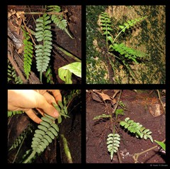Asplenium tenerum G.Forst.