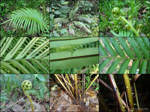 Blechnum finlaysonianum•&copy; Ong Kwan Han•All Rights Reserved