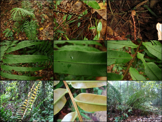 Blechnum orientale•&copy; Yeoh Yi Shuen•All Rights Reserved