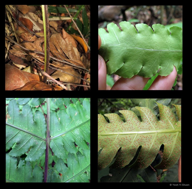 Pleocnemia irregularis•&copy; Yeoh Yi Shuen•All Rights Reserved