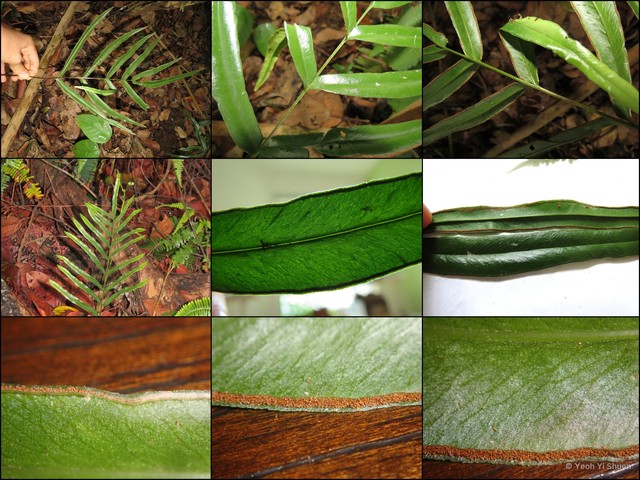 Lindsaea ensifolia•&copy; Yeoh Yi Shuen•All Rights Reserved