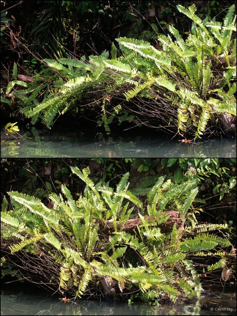Nephrolepis acutifolia•&copy; Cerlin Ng•All Rights Reserved