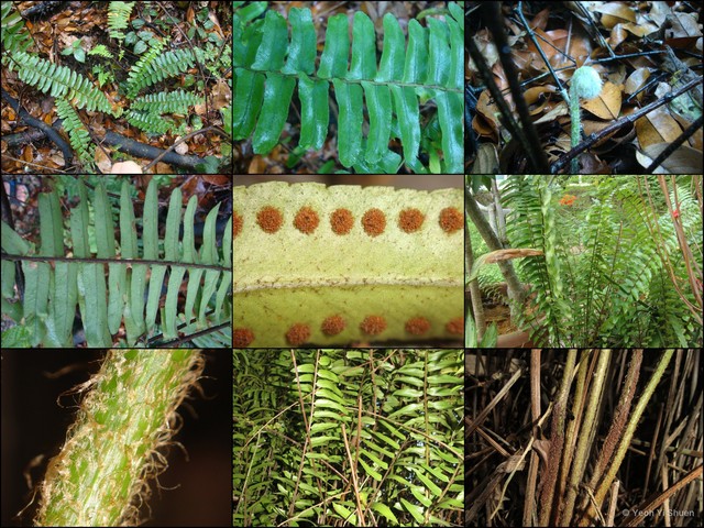 Nephrolepis biserrata•&copy; Yeoh Yi Shuen•All Rights Reserved
