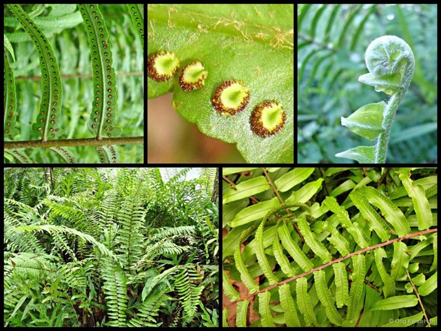 Nephrolepis cordifolia•&copy; Ong Kwan Han•All Rights Reserved