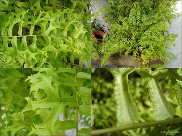 Nephrolepis falcata•&copy; Ong Kwan Han•All Rights Reserved