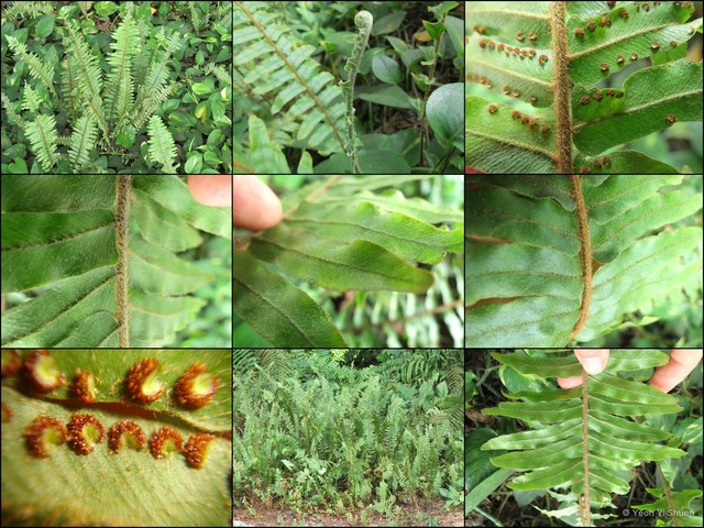 Nephrolepis hirsutula•&copy; Yeoh Yi Shuen•All Rights Reserved