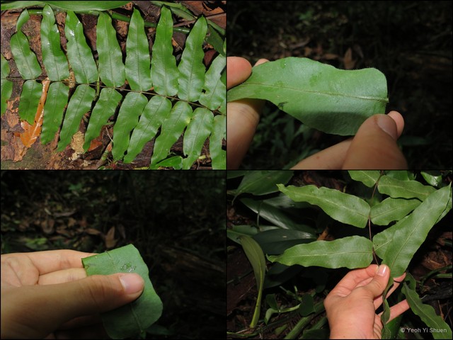 Goniophlebium subauriculatum•&copy; Yeoh Yi Shuen•All Rights Reserved