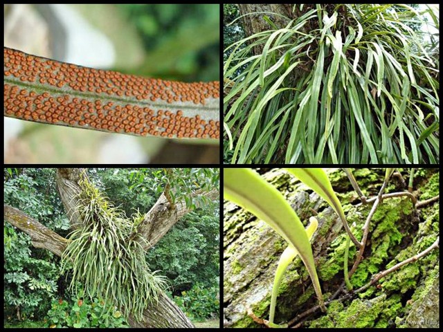 Pyrrosia longifolia•&copy; Ong Kwan Han•All Rights Reserved