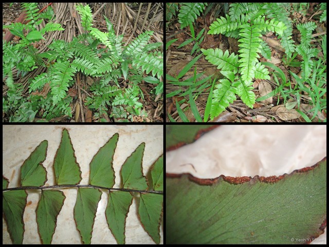 Adiantum latifolium•&copy; Yeoh Yi Shuen•All Rights Reserved