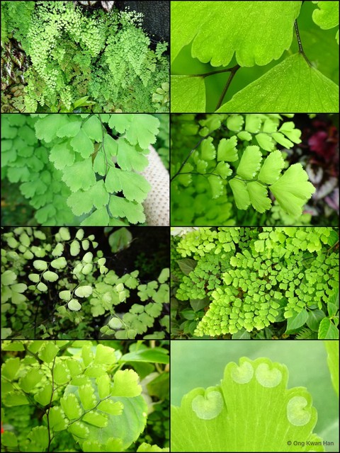 Adiantum raddianum•&copy; Ong Kwan Han•All Rights Reserved