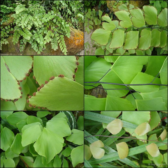 Adiantum trapeziforme•&copy; Ong Kwan Han•All Rights Reserved