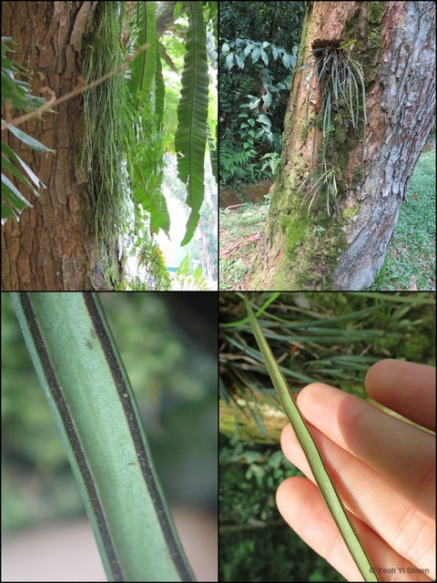 Haplopteris ensiformis•&copy; Yeoh Yi Shuen•All Rights Reserved