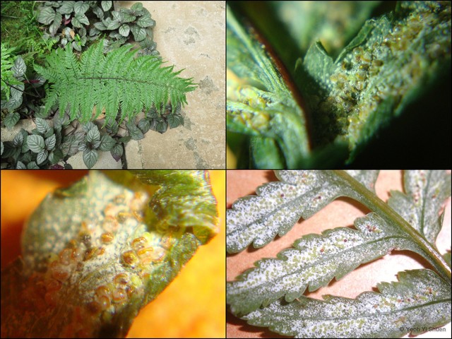 Pityrogramma calomelanos•&copy; Yeoh Yi Shuen•All Rights Reserved