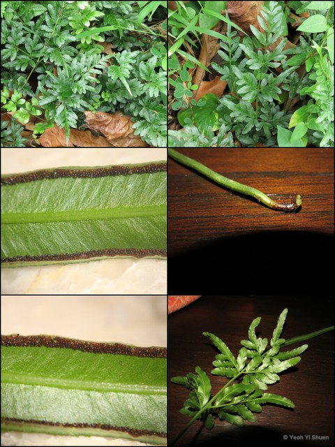 Pteris ensiformis•&copy; Yeoh Yi Shuen•All Rights Reserved