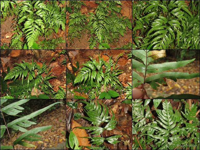 Pteris semipinnata•&copy; Yeoh Yi Shuen•All Rights Reserved