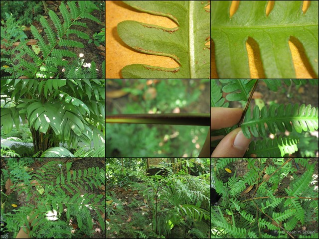 Pteris tripartita•&copy; Yeoh Yi Shuen•All Rights Reserved