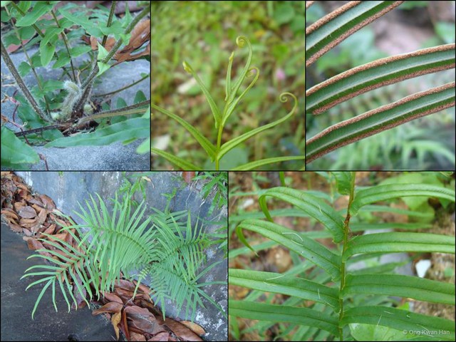 Pteris vittata•&copy; Ong Kwan Han•All Rights Reserved