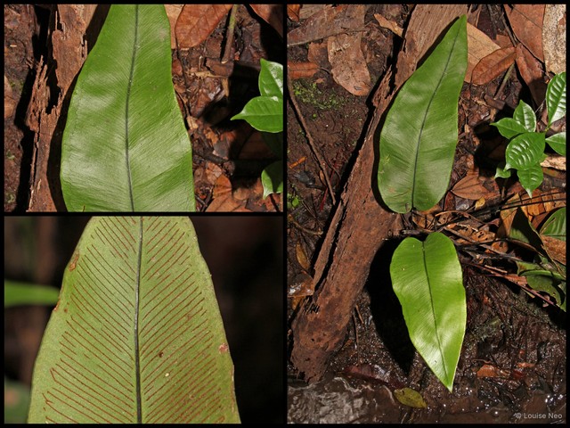 Syngramma alismifolia•&copy; Louise Neo•All Rights Reserved