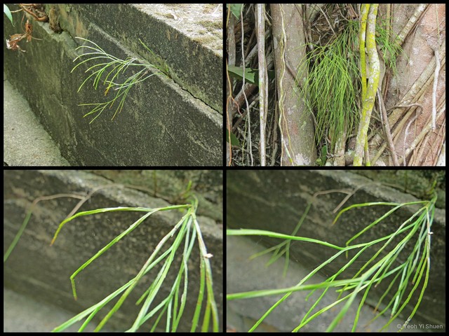 Psilotum nudum•&copy; Yeoh Yi Shuen•All Rights Reserved