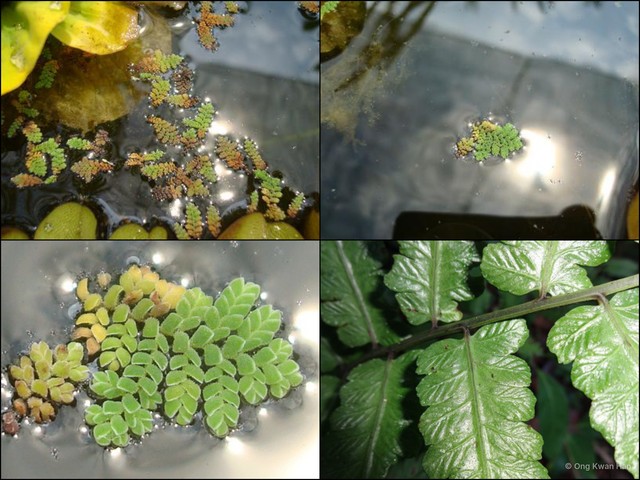 Azolla pinnata asiatica•&copy; Ong Kwan Han•All Rights Reserved