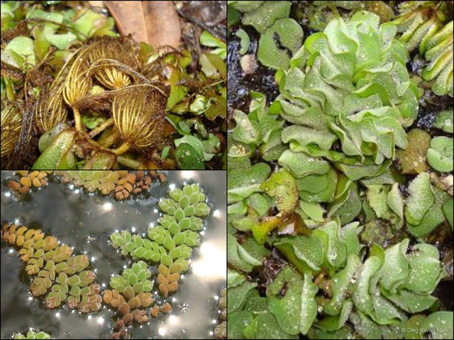 Salvinia molesta•&copy; Ong Kwan Han•All Rights Reserved