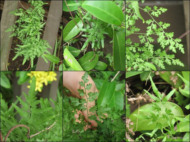Lygodium japonicum•&copy; Yeoh Yi Shuen•All Rights Reserved