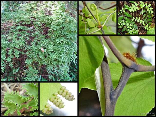 Lygodium microphyllum•&copy; Ong Kwan Han•All Rights Reserved