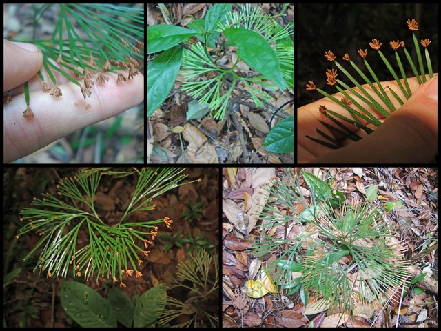 Schizaea dichotoma•&copy; Yeoh Yi Shuen•All Rights Reserved